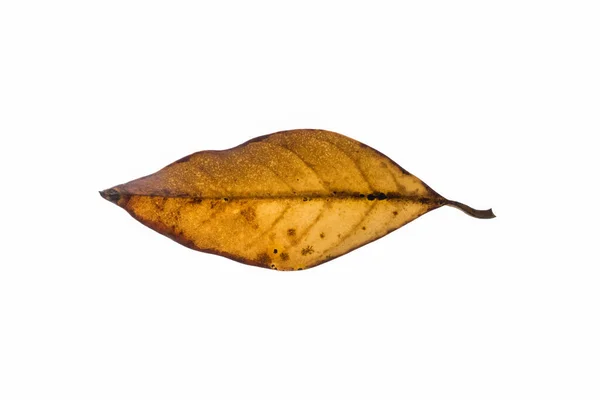 Blätter Trocknen Braun Weißer Hintergrund — Stockfoto