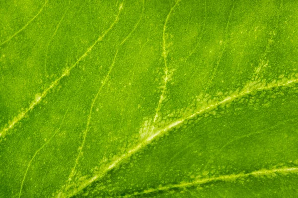 Fond Feuillage Macro Vert — Photo