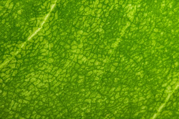 Macro Green Foliage Background — Stock Photo, Image