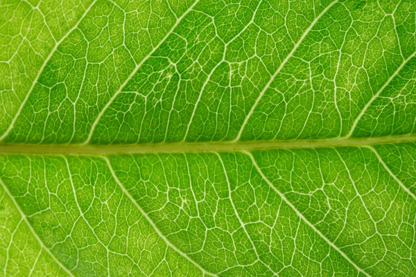 Macro Green Foliage Background — Stock Photo, Image