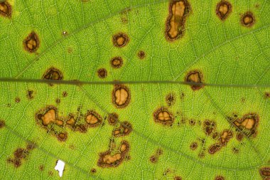 Makro yeşil yaprak arkaplanı