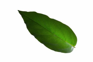 Yeşil yapraklar, beyaz arkaplan