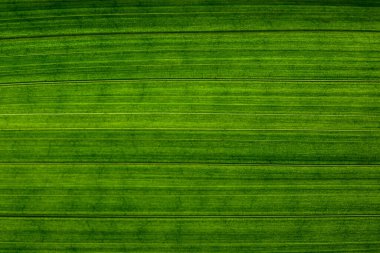 Makro arkaplan, doku yaprak deseni