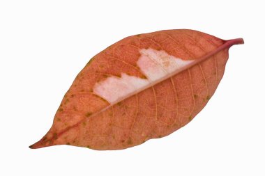 Beyaz arkaplanda yapraklar