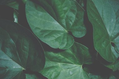 Arkaplan koyu tonlar bırakır