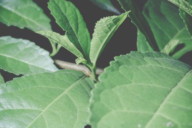 Arkaplan koyu tonlar bırakır