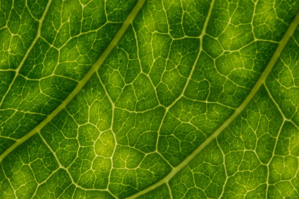 Macro Green Foliage Background — Stock Photo, Image