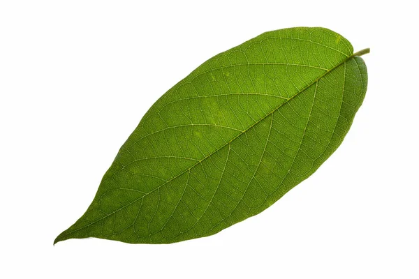 Зелене Листя Білий Фон — стокове фото