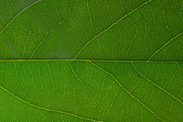 Makrogrön Bladbakgrund — Stockfoto