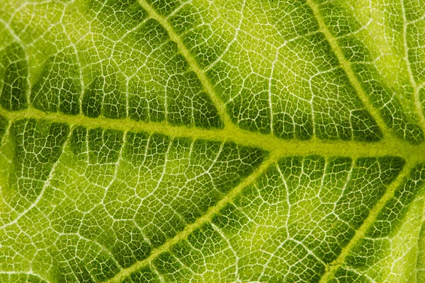 Macro Background Texture Leaf Pattern — Stock Photo, Image