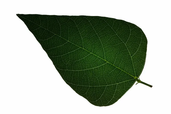 Zelené Listy Bílé Pozadí — Stock fotografie