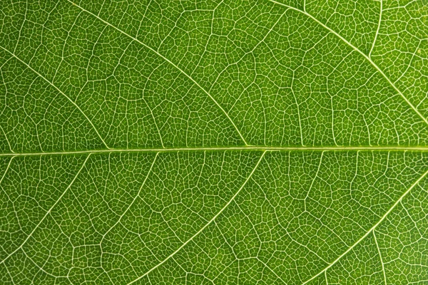 Macro Green Foliage Background — Stock Photo, Image