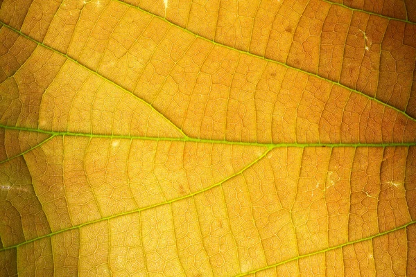 Fundo Flor Pólen Macro — Fotografia de Stock