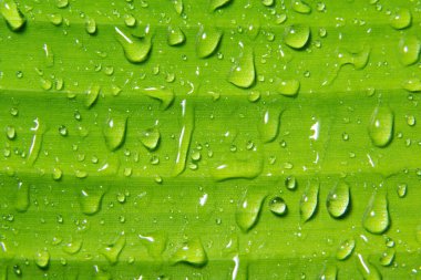 Bitkinin üzerine makro su damlaları