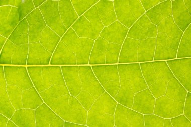 Arkaplan makro polen çiçeği