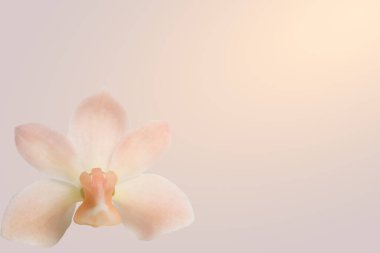 Arkaplan makro polen çiçeği