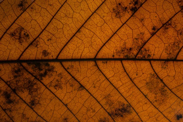 Arkaplan Kurumuş Yapraklar Kahverengi — Stok fotoğraf