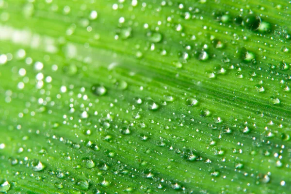 Macro Background Drops Green Leaves — Stock Photo, Image