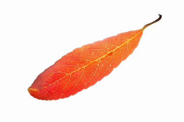 Rote Blätter Auf Weißem Hintergrund — Stockfoto