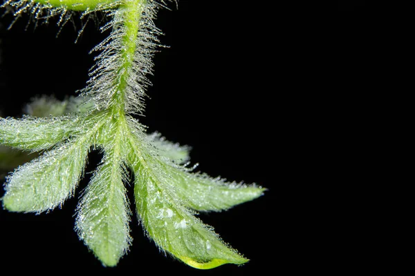 Tło Makro Kwiat Pyłku — Zdjęcie stockowe