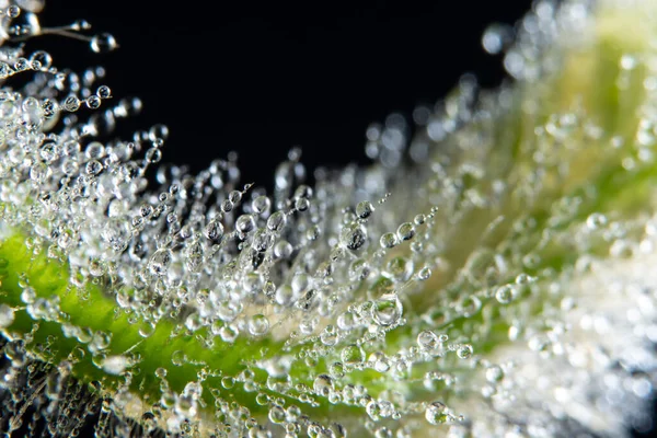 Makro Krople Wody Roślinę — Zdjęcie stockowe