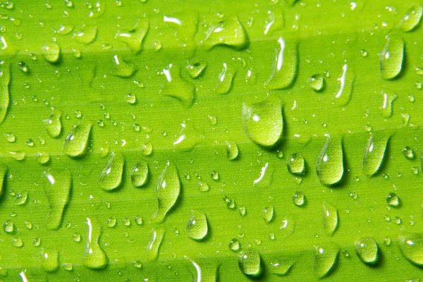 植物上的宏观水滴 — 图库照片