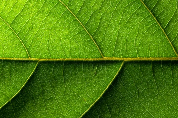 Background Macro Pollen Flower — Stock Photo, Image