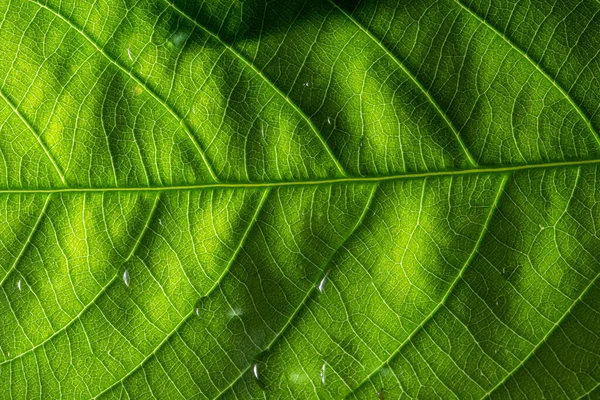 Macro Leaf Pattern Background — Stock Photo, Image