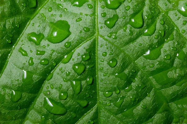 su yapraklara düşer.