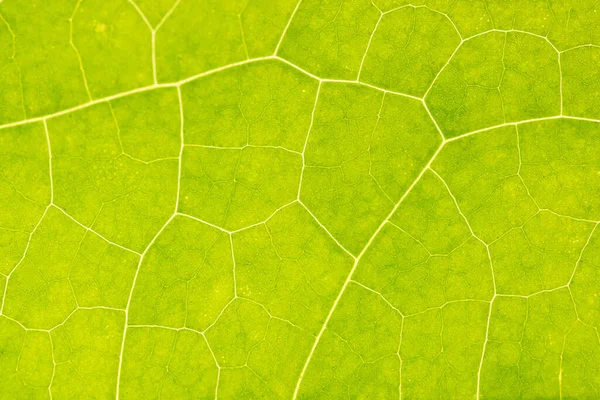 Bakgrundsbild Grönt Löv — Stockfoto