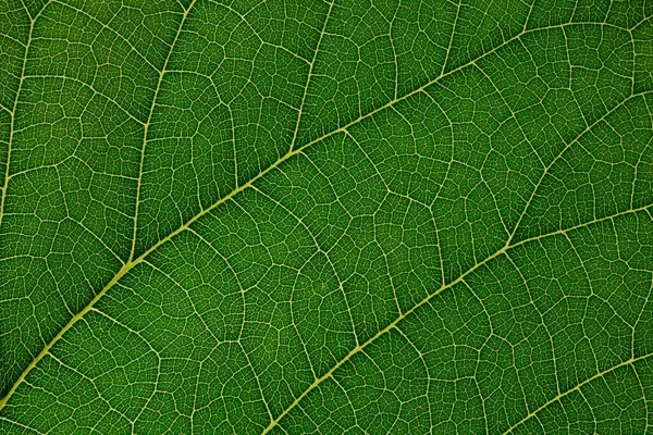 Obraz Tła Zielony Liść — Zdjęcie stockowe