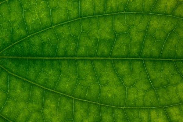 Arkaplan Resmi Yeşil Yaprak — Stok fotoğraf