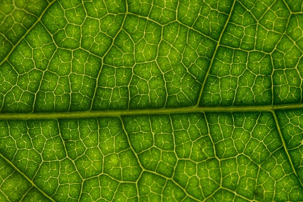 Tło Makro Zielony Liść — Zdjęcie stockowe