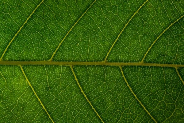 Arkaplan Makro Yeşil Yaprak — Stok fotoğraf