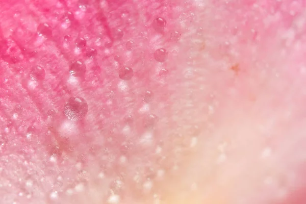 Фон Макро Капли Воды Лепестках Розовых Роз — стоковое фото