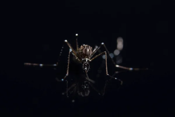 Siyah Ayna Üzerine Sivrisinek Macro Arkaplanı — Stok fotoğraf