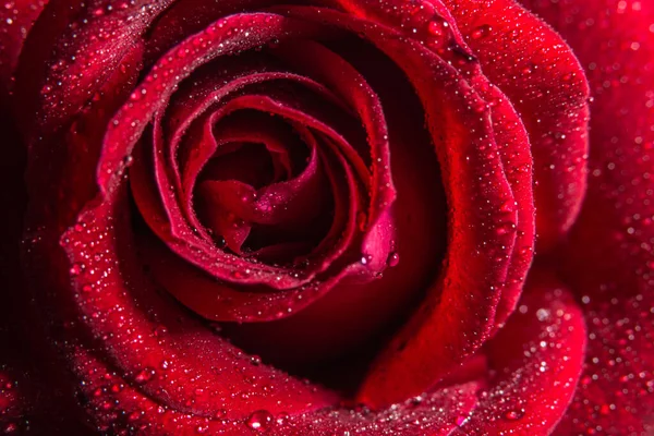 Tło Makro Krople Wody Różę — Zdjęcie stockowe