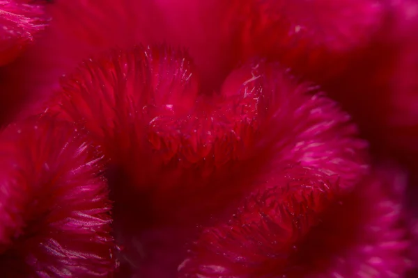 Macro Pattern Background Cockscomb — Stock Photo, Image