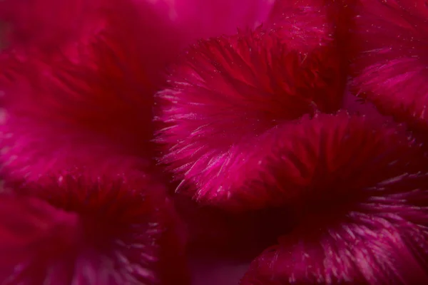 Macro Pattern Background Cockscomb — Stock Photo, Image