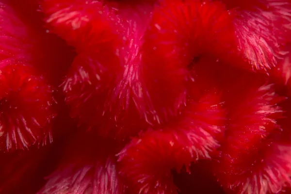 Red Background Macro Flower Patterns — Stock Photo, Image