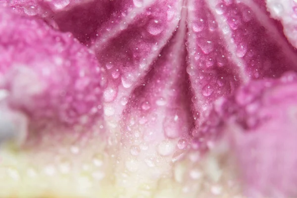 Макрофон Лепестках Цветка Воды — стоковое фото