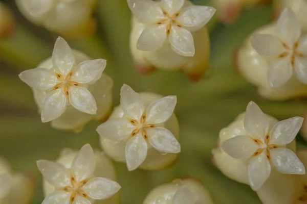Белоцветковый Макро — стоковое фото