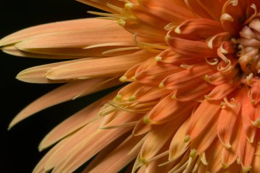 Turuncu çiçeğin arka planı makro