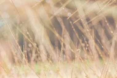 Makro arkaplan, kır çiçeklerine su damlaları
