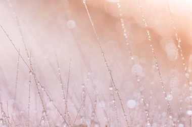 Makro arkaplan, kır çiçeklerine su damlaları