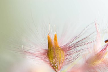 Makro arkaplan, kır çiçeklerine su damlaları
