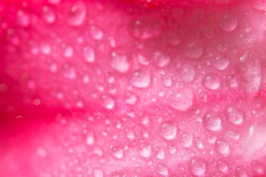 Suyun arkaplanı pembe çiçek yapraklarının üzerine düşer
