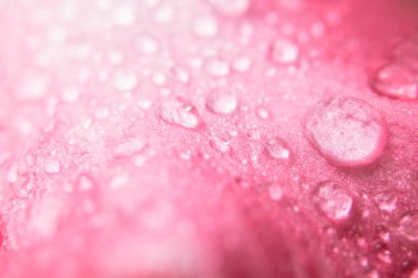 Su damlaları pembe çiçek yapraklarına düşer..