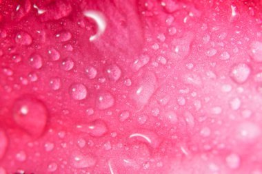 Arkaplan damlası Pembe çiçek yapraklarında