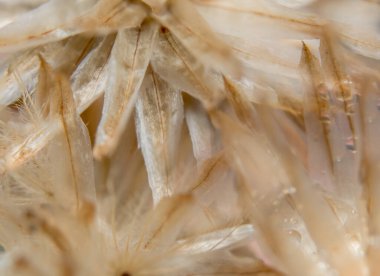 Arka planda vahşi çiçek makrosu